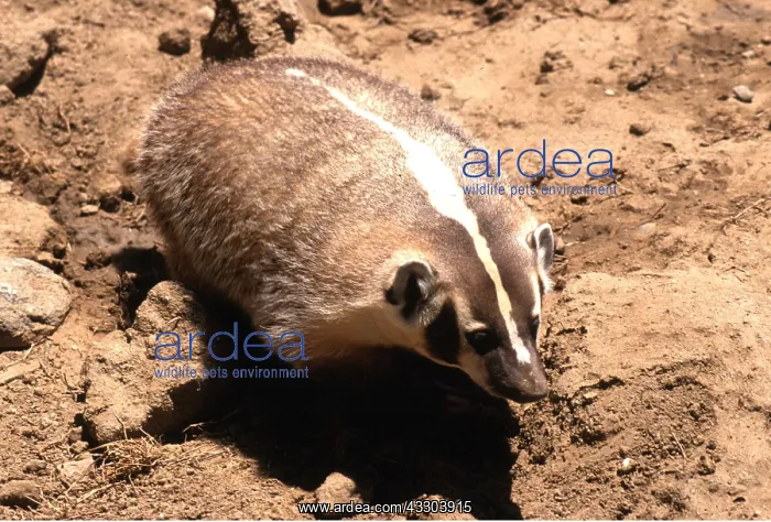 : American Badger : American Badger