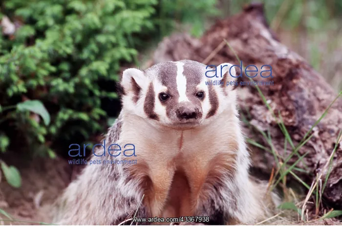 : AMERICAN BADGER : AMERICAN BADGER