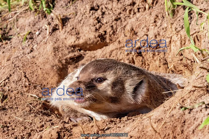 : AMERICAN BADGER : AMERICAN BADGER