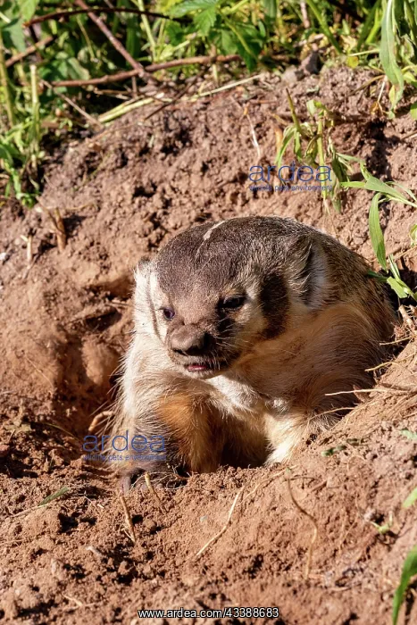: AMERICAN BADGER : AMERICAN BADGER