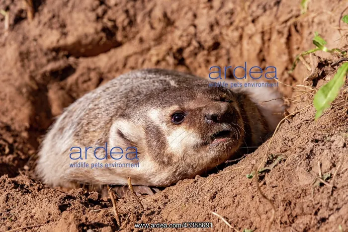 : AMERICAN BADGER : AMERICAN BADGER