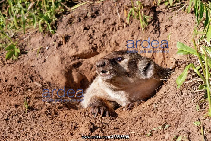 : AMERICAN BADGER : AMERICAN BADGER