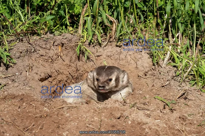 : AMERICAN BADGER : AMERICAN BADGER
