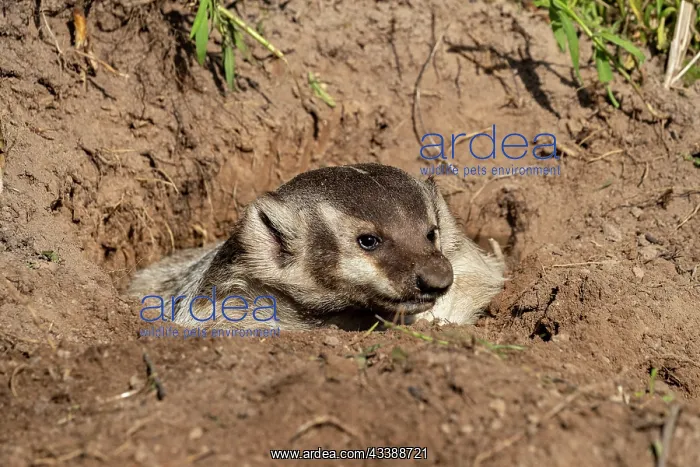 : AMERICAN BADGER : AMERICAN BADGER