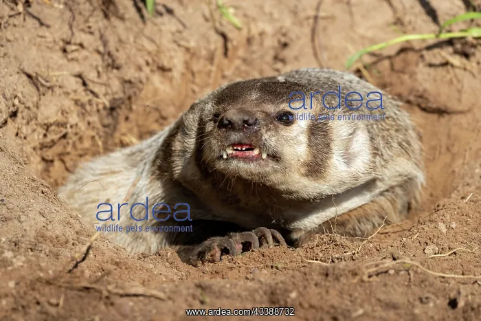 : AMERICAN BADGER : AMERICAN BADGER