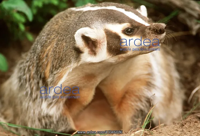 : AMERICAN BADGER - close-up : AMERICAN BADGER - close-up