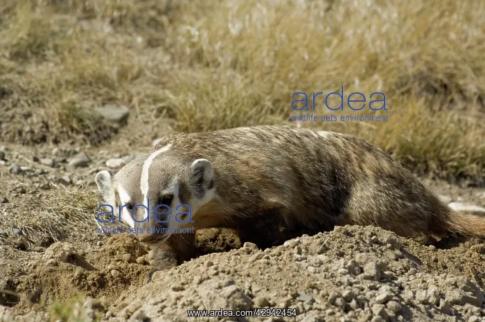 : American Badger - Digging new set : American Badger - Digging new set