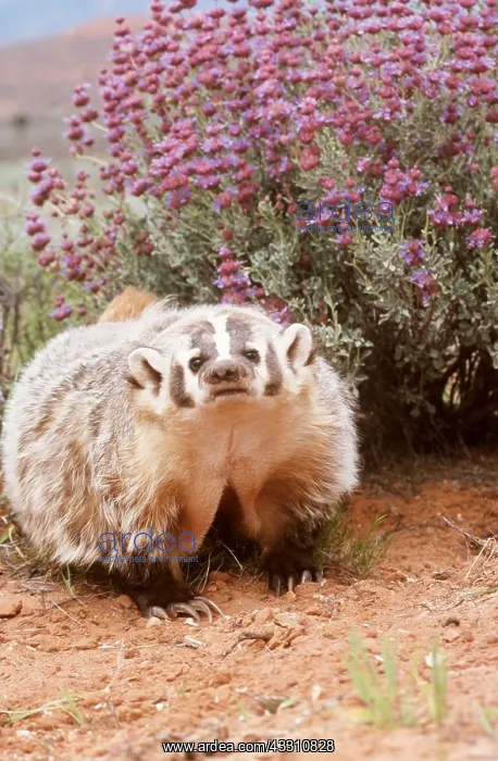 : AMERICAN BADGER - facing : AMERICAN BADGER - facing