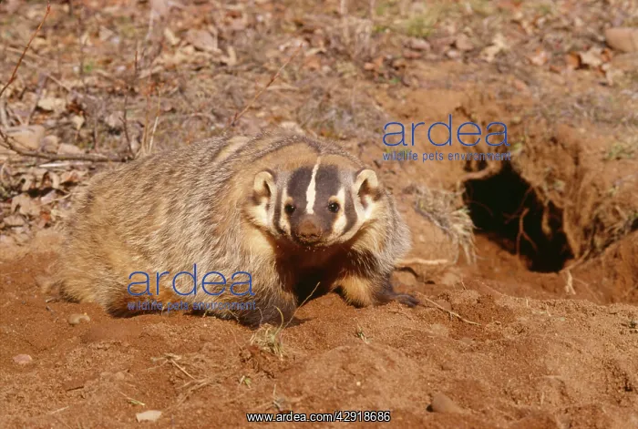 : American Badger - and freshly dug burrow : American Badger - and freshly dug burrow