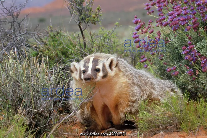 : AMERICAN BADGER - in its habitat : AMERICAN BADGER - in its habitat
