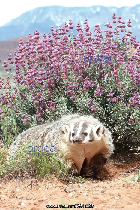 : AMERICAN BADGER - in habitat : AMERICAN BADGER - in habitat