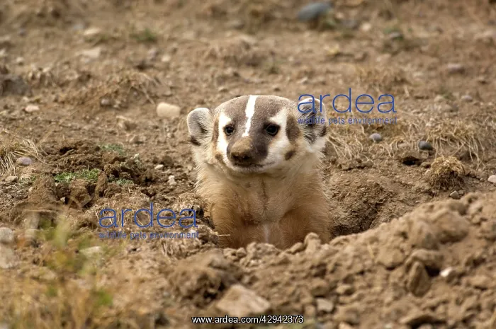 : American Badger - Looking out of newly dug set : American Badger - Looking out of newly dug set
