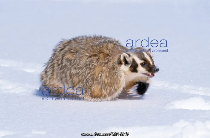 : American Badger - running in snow : American Badger - running in snow