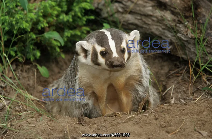: American Badger - At Set : American Badger - At Set
