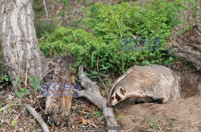 : American Badger - at sett : American Badger - at sett