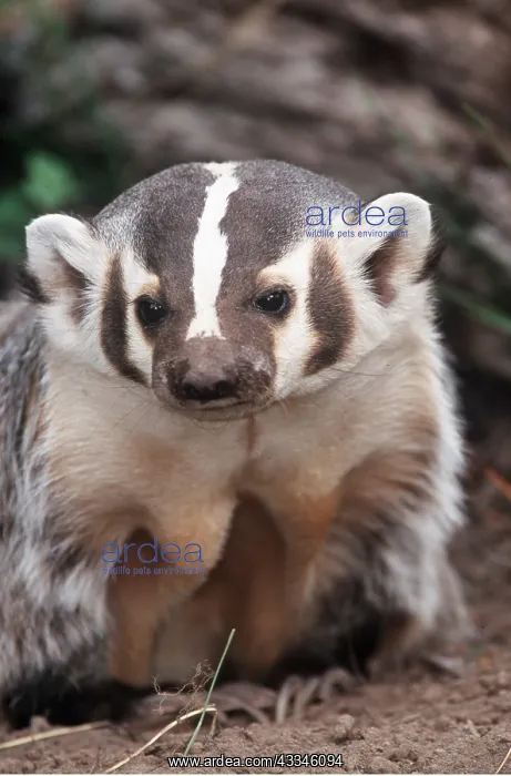  : AMERICAN BADGER - at sett entrance