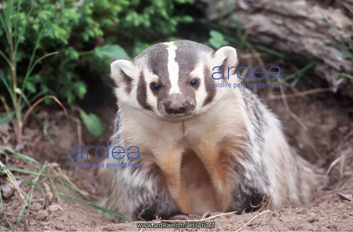 : AMERICAN BADGER - at sett entrance : AMERICAN BADGER - at sett entrance