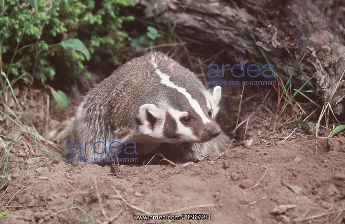 : AMERICAN BADGER - at sett entrance : AMERICAN BADGER - at sett entrance