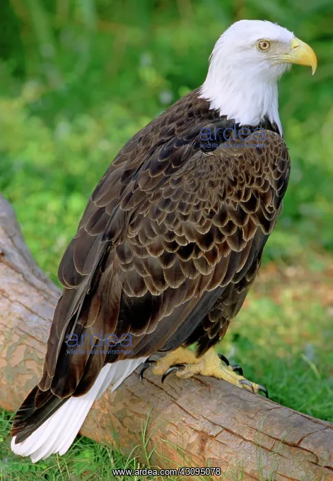 : American Bald Eagle : American Bald Eagle