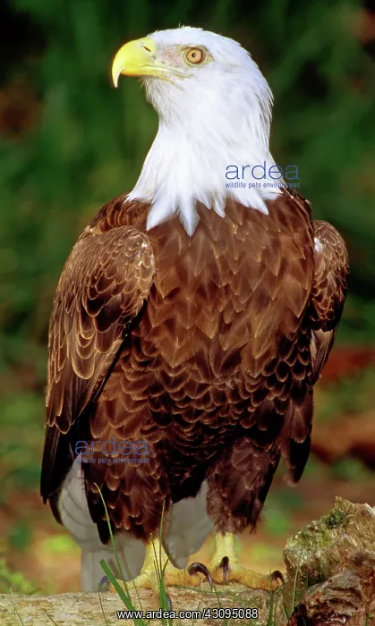 : American Bald Eagle : American Bald Eagle