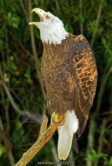 : American Bald Eagle : American Bald Eagle
