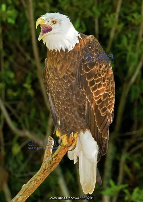  : American Bald Eagle