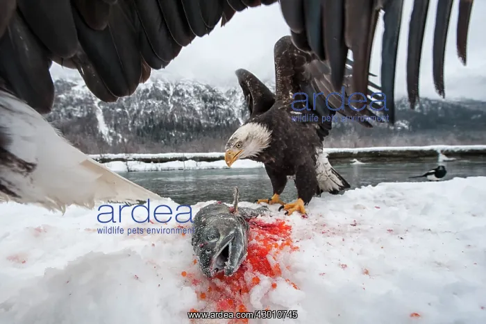 : American Bald Eagle guarding freshly caught Chum : American Bald Eagle guarding freshly caught Chum