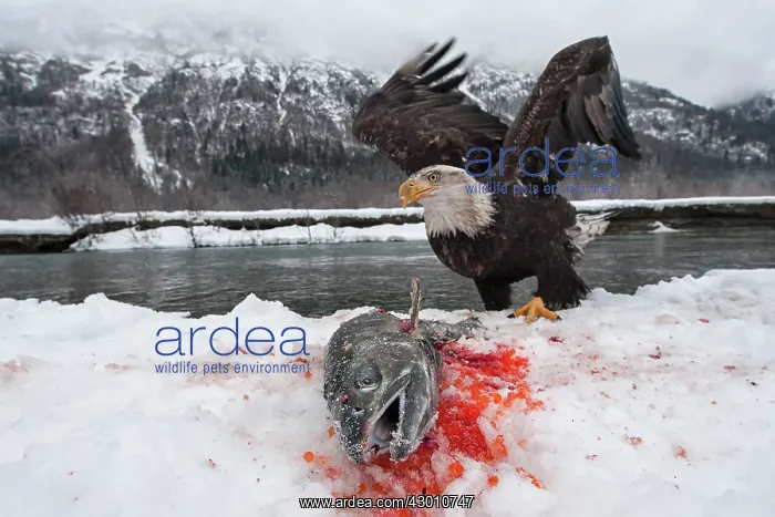 : American Bald Eagle guarding freshly caught Chum : American Bald Eagle guarding freshly caught Chum