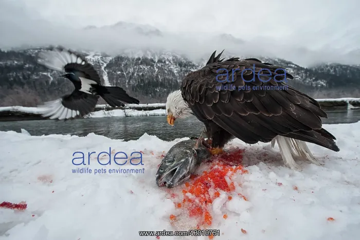 : American Bald Eagle guarding freshly caught Chum : American Bald Eagle guarding freshly caught Chum