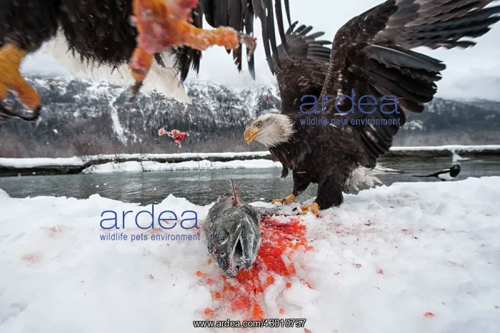 : American Bald Eagle guarding freshly caught Chum : American Bald Eagle guarding freshly caught Chum
