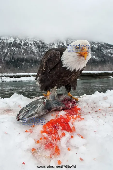 : American Bald Eagle guarding freshly caught Chum : American Bald Eagle guarding freshly caught Chum