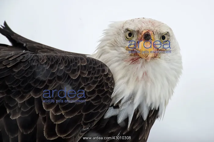 : American Bald Eagle in winter snow Chilkat River : American Bald Eagle in winter snow Chilkat River