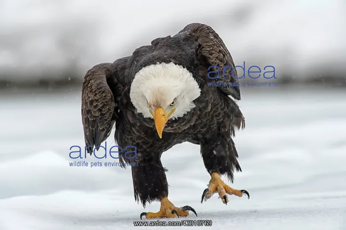 : American Bald Eagle in winter snow Chilkat River : American Bald Eagle in winter snow Chilkat River