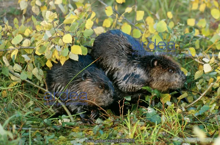 : AMERICAN BEAVER - two : AMERICAN BEAVER - two