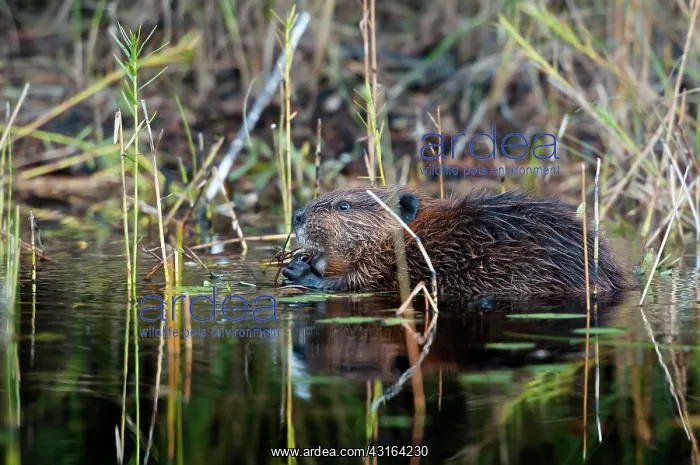 : American Beaver : American Beaver