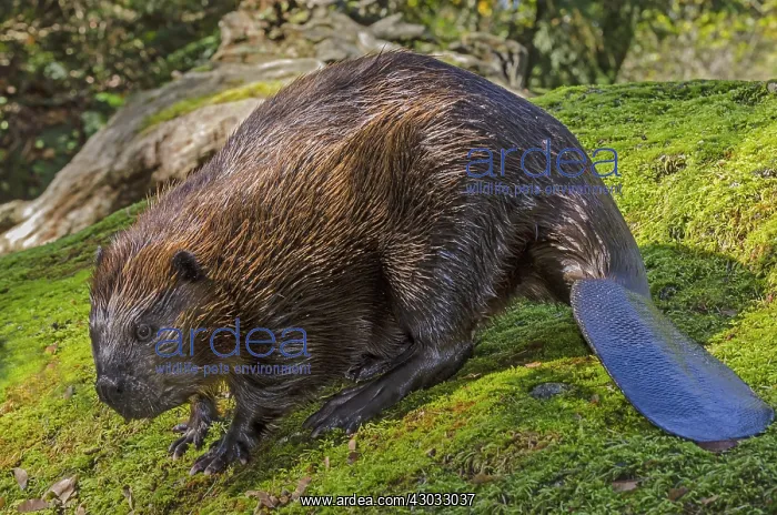 : American Beaver (Castor canadensis) on large rock : American Beaver (Castor canadensis) on large rock