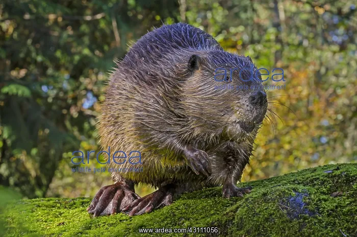 : American Beaver (Castor canadensis) on large rock : American Beaver (Castor canadensis) on large rock