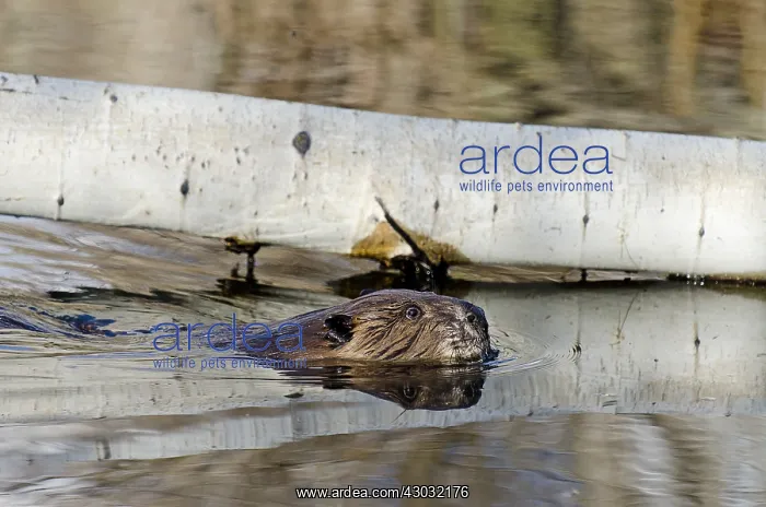 : American Beaver (Castor canadensis) swimming by : American Beaver (Castor canadensis) swimming by