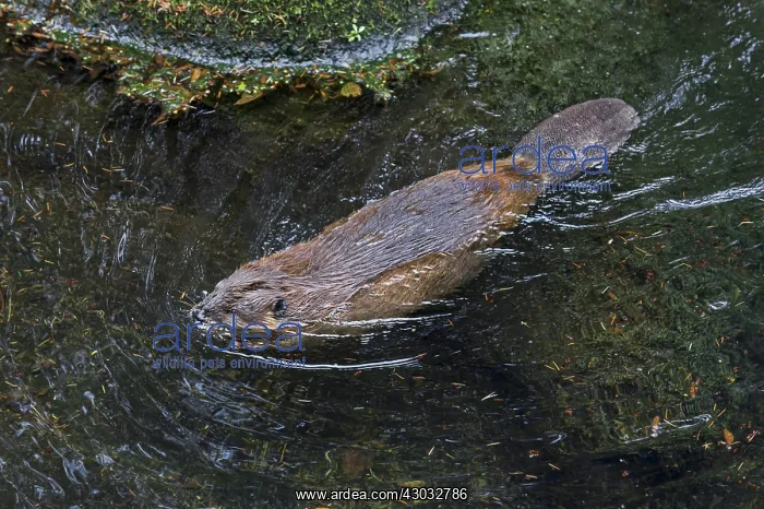 : American Beaver (Castor canadensis) swimming in : American Beaver (Castor canadensis) swimming in
