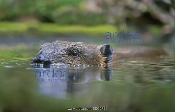 : American Beaver (Castor canadensis) swimming in : American Beaver (Castor canadensis) swimming in