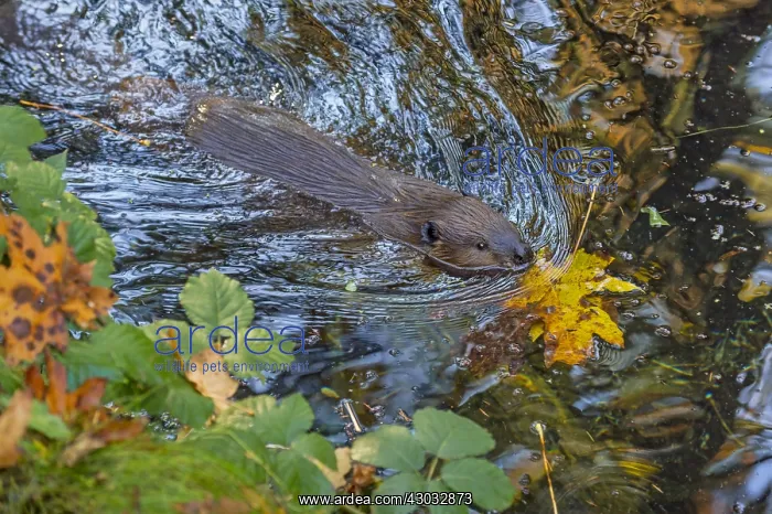 : American Beaver (Castor canadensis) swimming in : American Beaver (Castor canadensis) swimming in