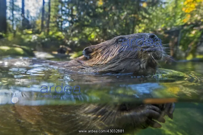 : American Beaver (Castor canadensis) swimming in : American Beaver (Castor canadensis) swimming in