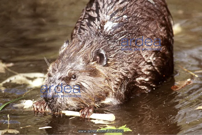 : American BEAVER - close-up, gnawing on Aspen branch in water : American BEAVER - close-up, gnawing on Aspen branch in water