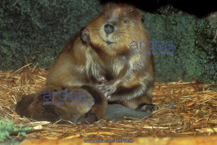 : American Beaver - family inside lodge : American Beaver - family inside lodge
