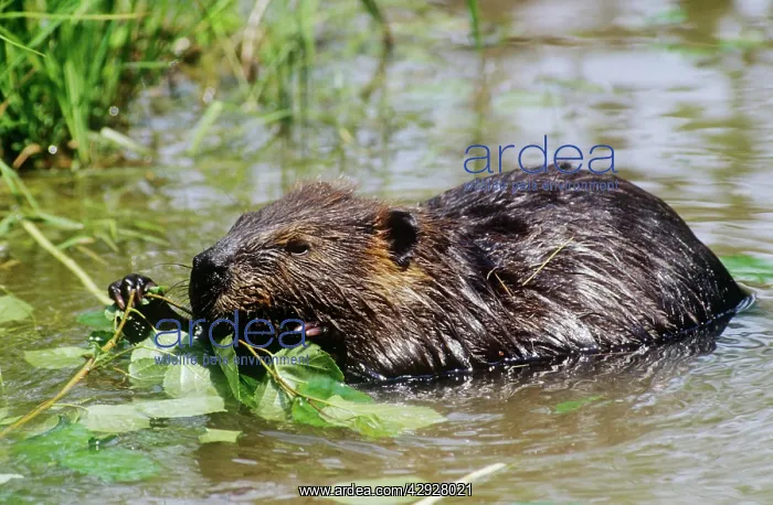 : American Beaver - feeding on leaves : American Beaver - feeding on leaves