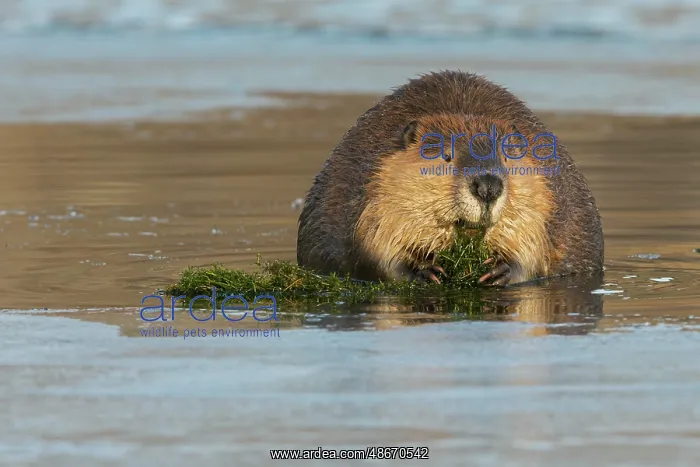 : American beaver foraging in open water in the frozen river : American beaver foraging in open water in the frozen river