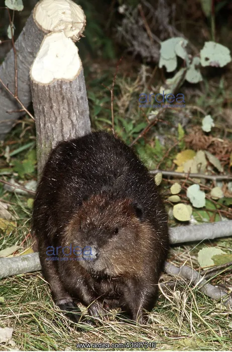 : AMERICAN BEAVER - with gnawed stump : AMERICAN BEAVER - with gnawed stump