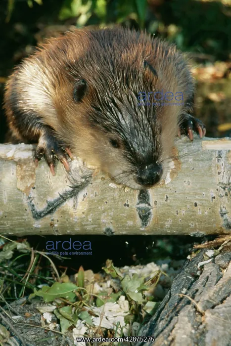 : AMERICAN BEAVER - gnawing on branch, close-up : AMERICAN BEAVER - gnawing on branch, close-up