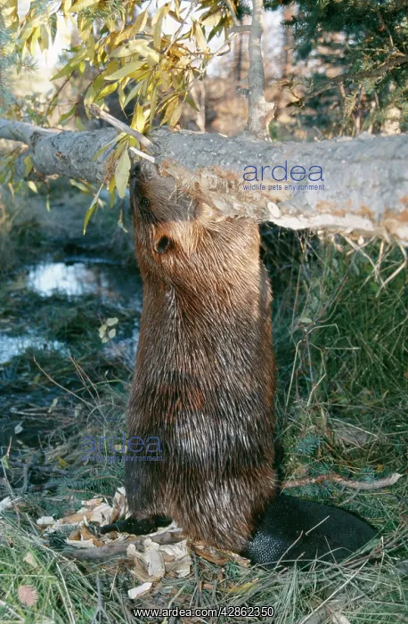 : American BEAVER - gnawing on log : American BEAVER - gnawing on log