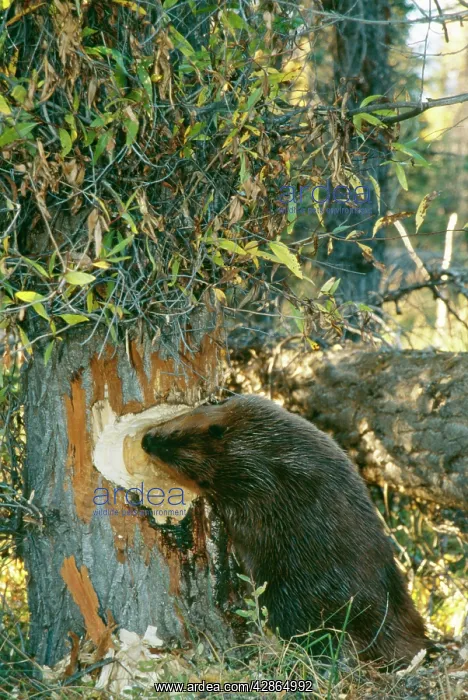 : American BEAVER - gnawing at tree : American BEAVER - gnawing at tree